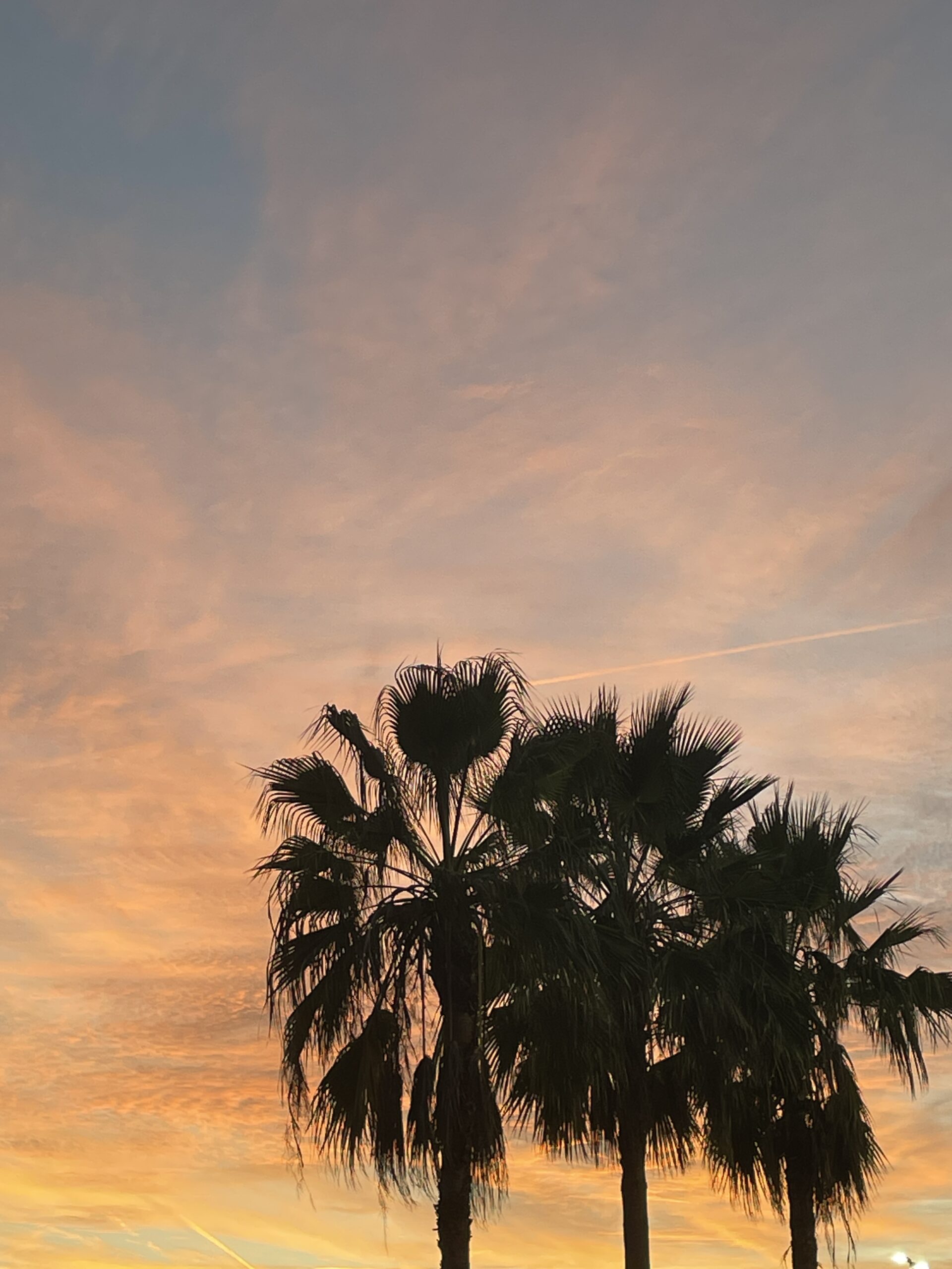 palm trees during sunset